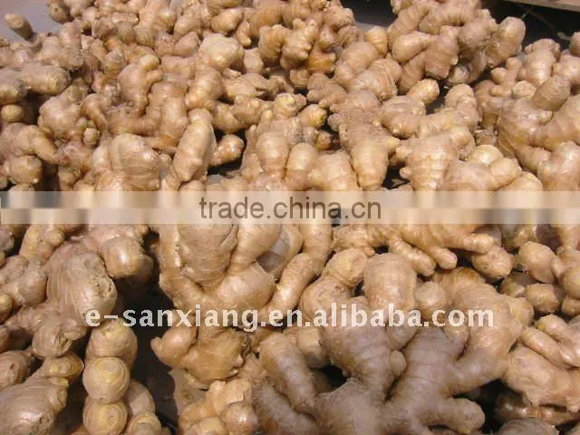 fresh ginger
