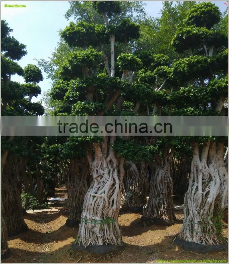 Ficus microcarpa bonsai trees big ficus bonsai root shape Ficus