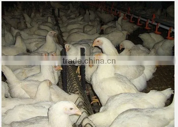Automatic Breeder Chain Feeding System