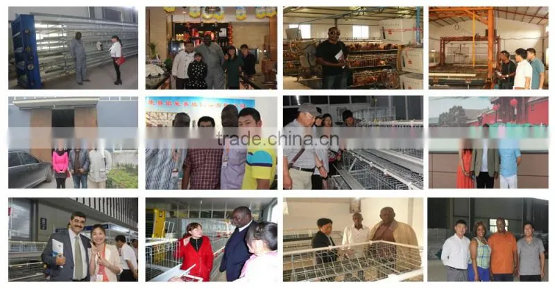 hot galvinized metal poultry chicken cages