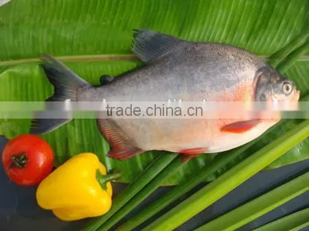 alibaba gold supplier new arrival chinese pacu price