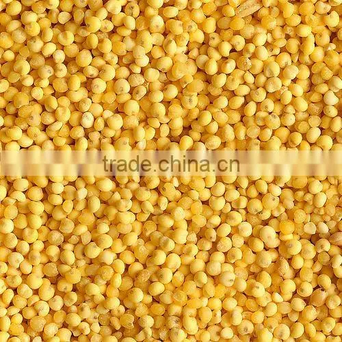 organic hulled millet