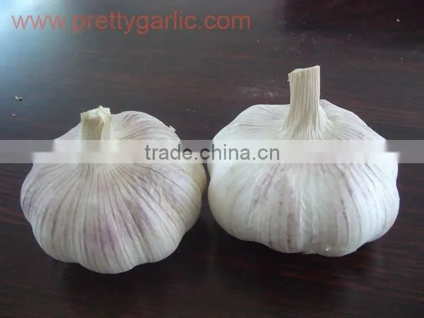 2010 crop normal white garlic 5.0cm