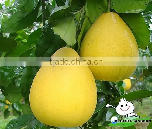 2013 new crop honey pomelo