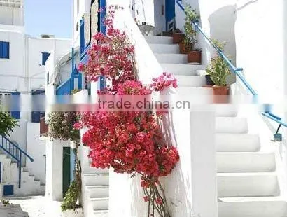 exterior wall paint