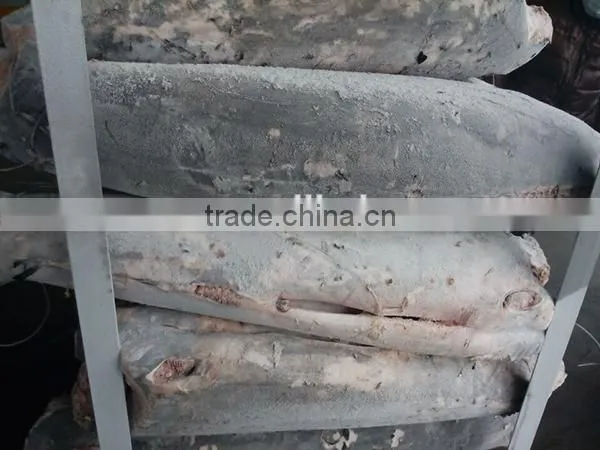 seafrozen Tetrapterus audax fresh swordfish HGT