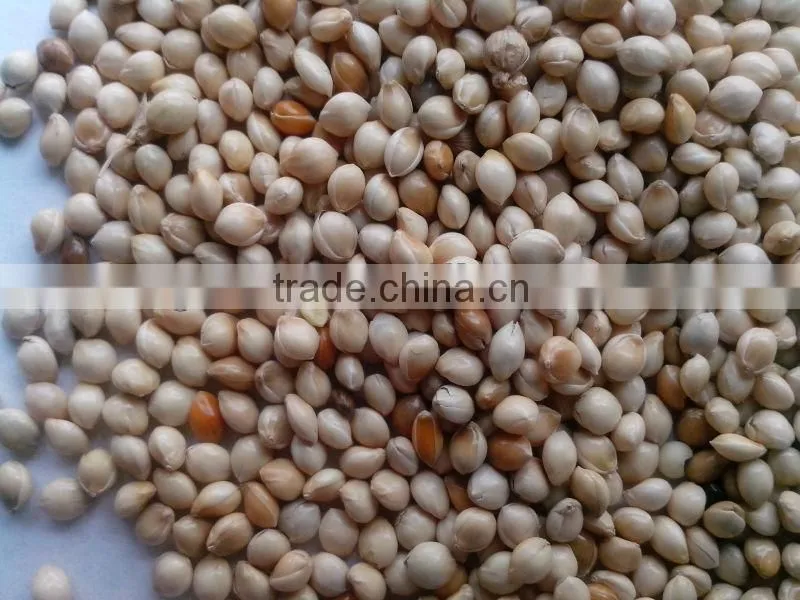white broomcorn millet