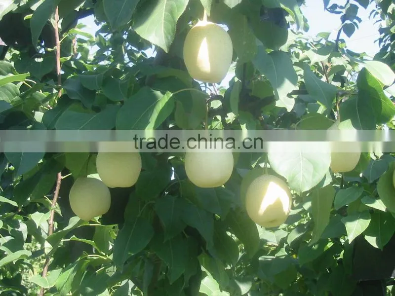 Fresh Shandong Pear 60-70-80 in 15kg Carton