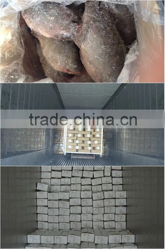 Frozen fish tilapia vietnam for sale