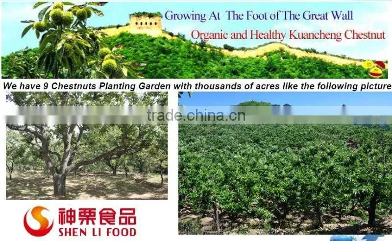 Best Chinese chestnuts for sale--Organic kuancheng Chestnuts