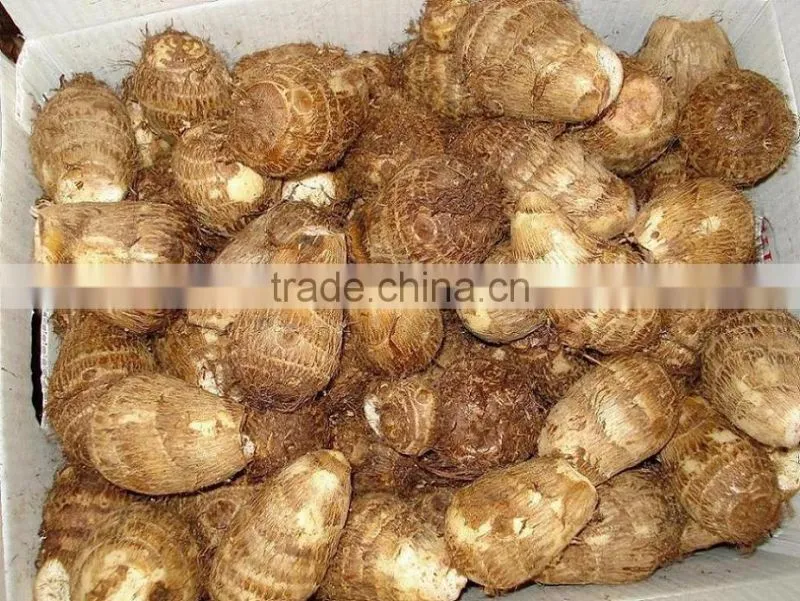Authenticated GAP/HALAL Chinese frozen taro root plant
