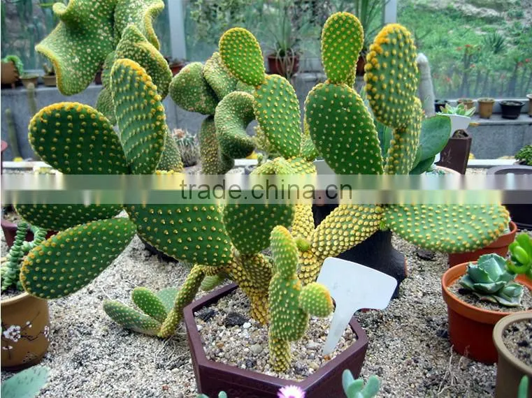 GMP manufacturer supply Cactus Extract