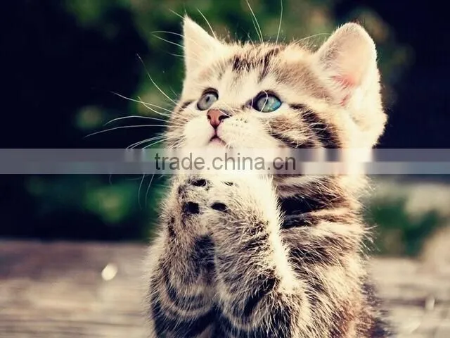 Eco-friendly Best Clean Bentonite Cat Litter