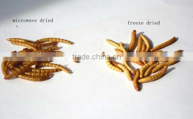 Feed For Bird & Fish Freeze dried mealworms;yellow mealworms