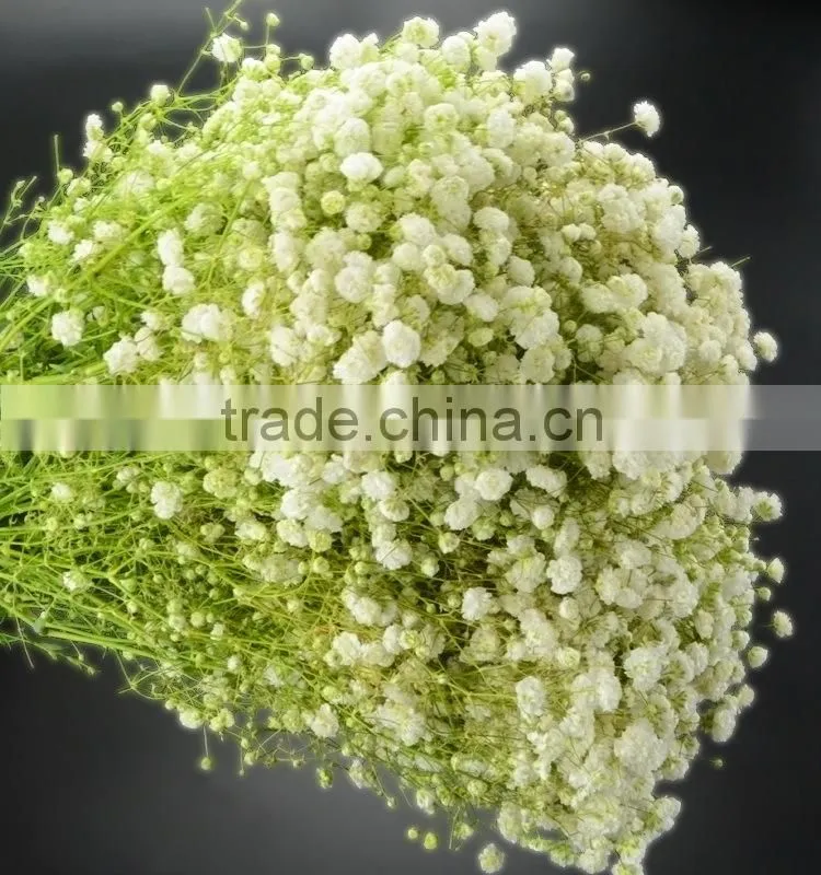 Colorful hotsell green gypsophila
