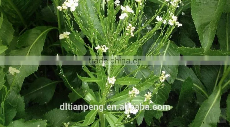 500g wasabi powder with Good quality for healthjy diet
