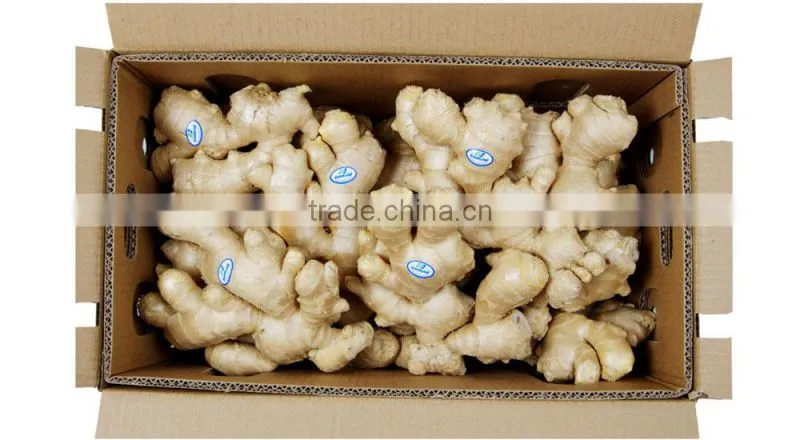 New crop fresh ginger and garlic