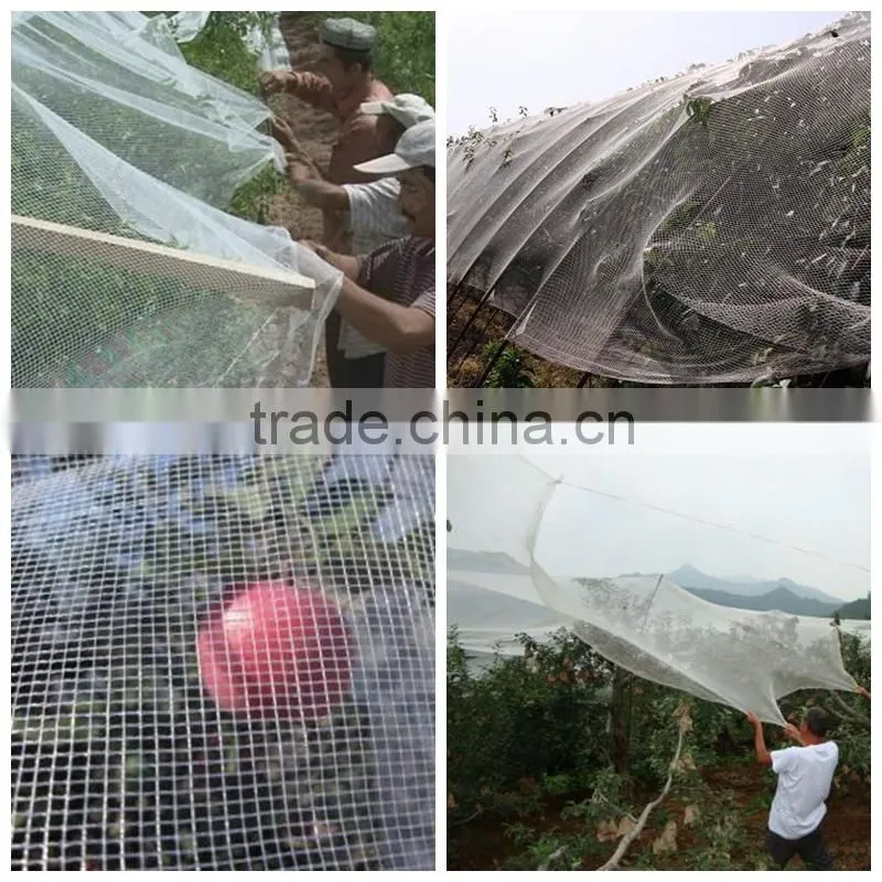 Factory price white color Apple Tree Anti Hail Net, 45g 50g 55g 60g 70g/m2 Anti Hail Net with UV protection in rolls