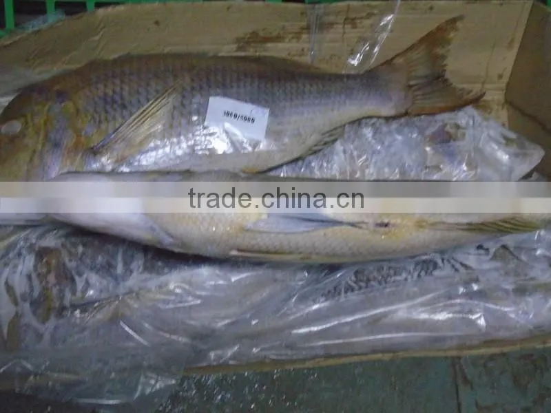 FROZEN EMPEROR FISH