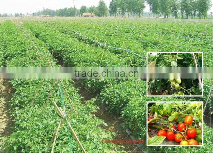 tomato paste in can tomato paste 70g