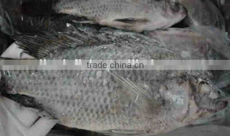 Cheap gutted scaled frozen tilapia