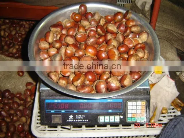 2014 crop Chinese fresh chestnut