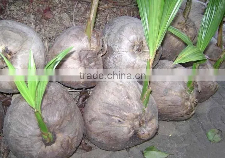 Coconut seedling