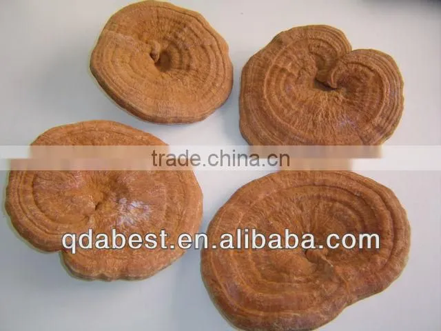 Ganoderma Lucidum