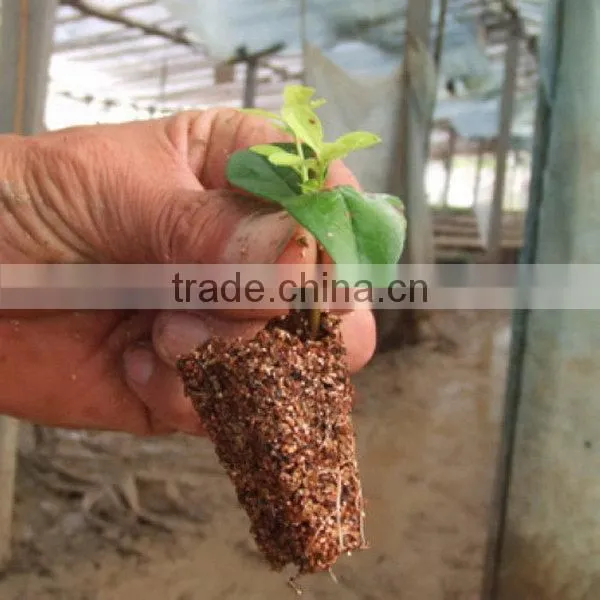 New coming Hot sale 353 rice seeding tray for planting