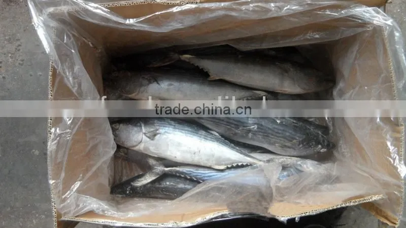 size in 1.5kg frozen sarda bonito