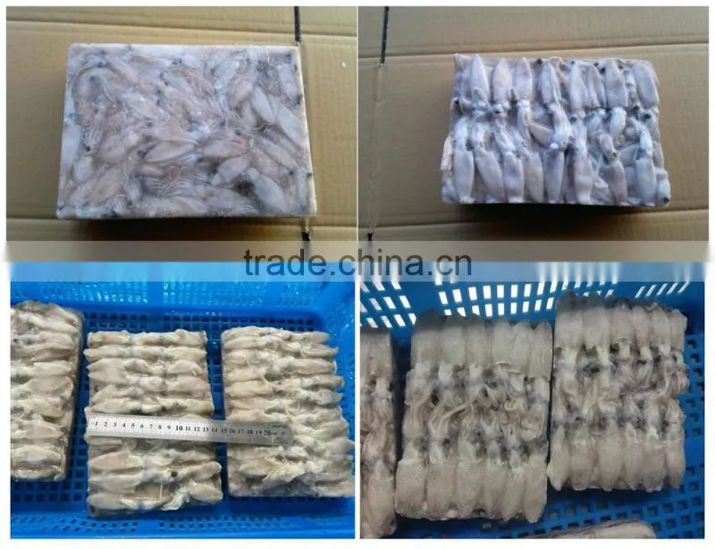 frozen baby loligo squid