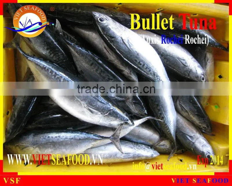 W/R FROZEN BULLET TUNA