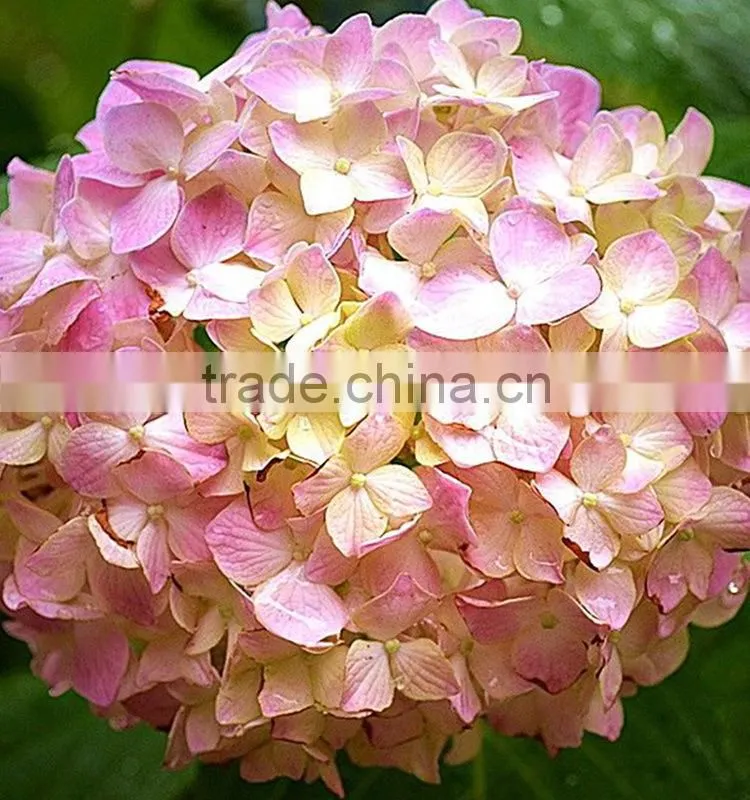 Beautiful new products pink natural hydrangea flower