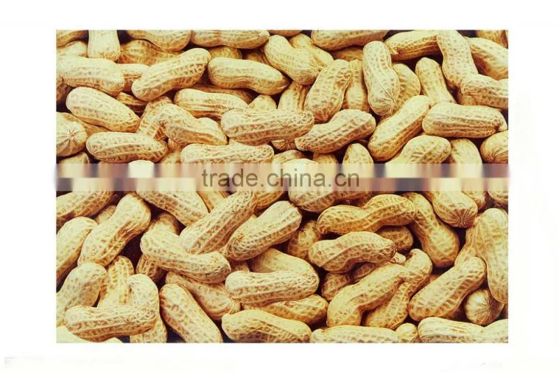 Almonds press selling well in Zhirui