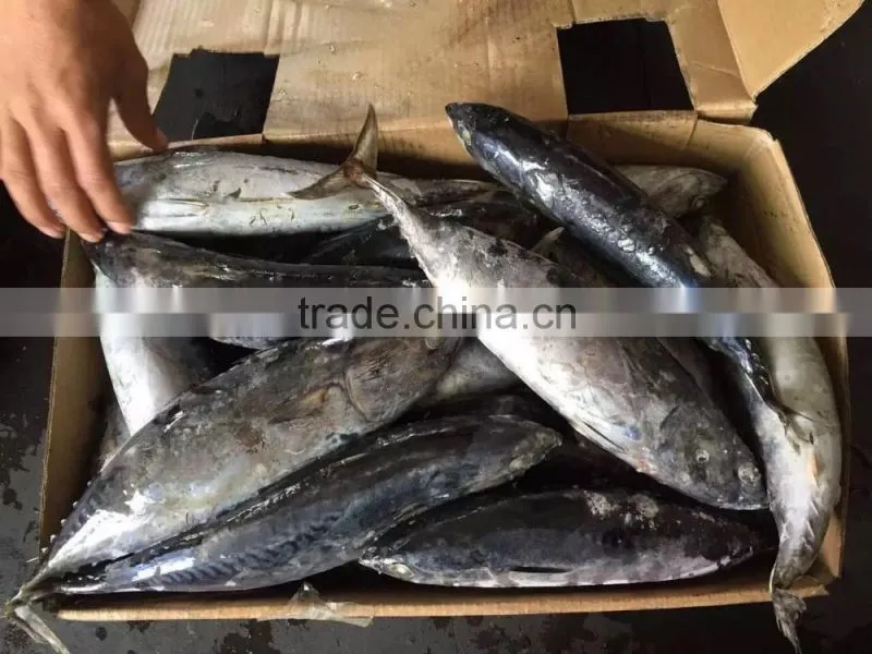 2016 high quality 400-700g of Frozen Whole Round Bonito for sale