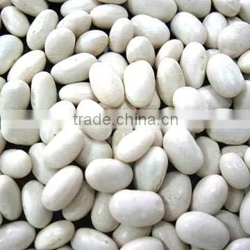 white kidney bean