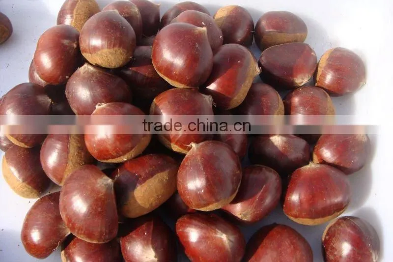Fresh chestnut in bag package. MOQ:1X40FCL.