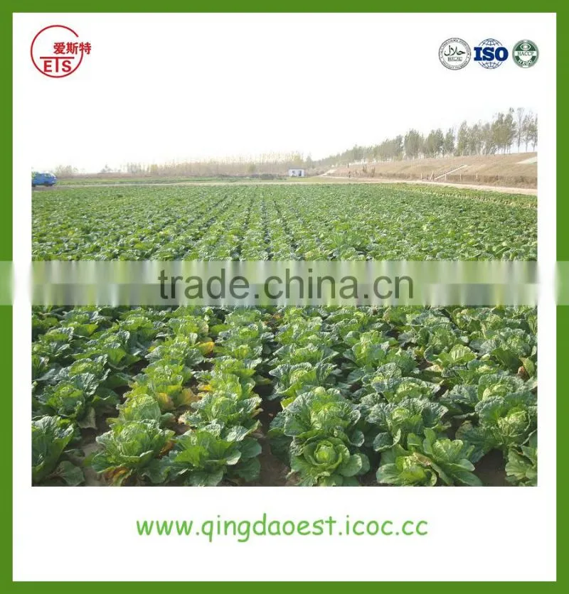 Shandong hot sale fresh cabbage