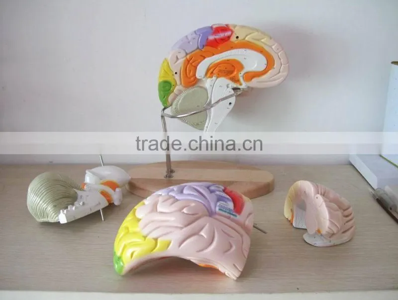 Anatomical Human Brain Model