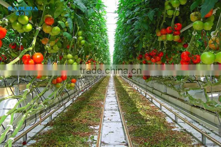 Low Cost Plastic Film Greenhouse For Tomatos