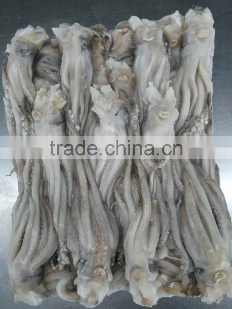 Frozen BQF New produced Tweed Bait squid Heads