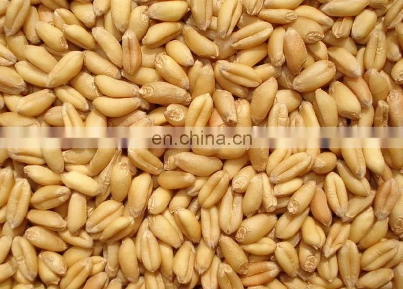 Corn seed cleaning machine hot sale, farm and grain shop widely used winnower machine