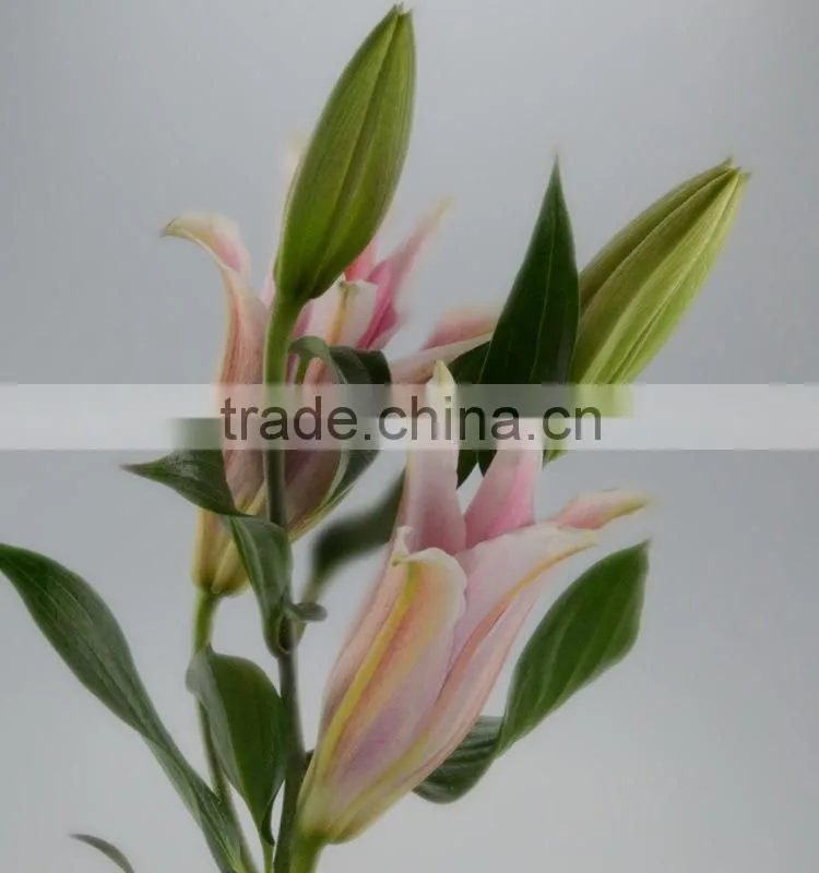 Fresh sorbonne wedding decoration lily flower bouquet