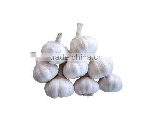 Pure White Garlic