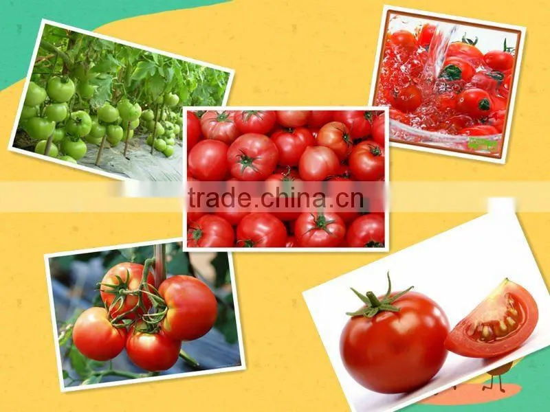 China supplier health food canned tomato paste,good quality and lower price