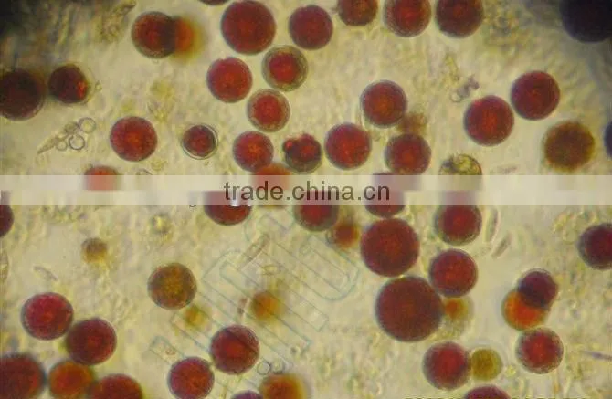 Natural Astaxanthin 1-10% Haematococcus pluvialis powder
