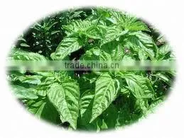 BULK Basil Oil