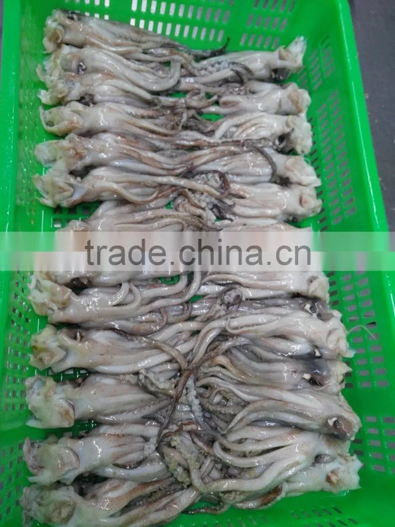 Frozen BQF New produced Tweed Bait squid Heads