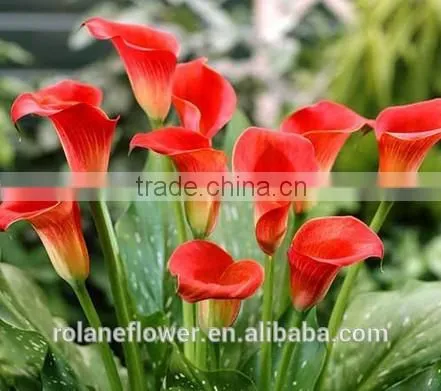 real natural fresh red wine color calla lily flowers in kunming