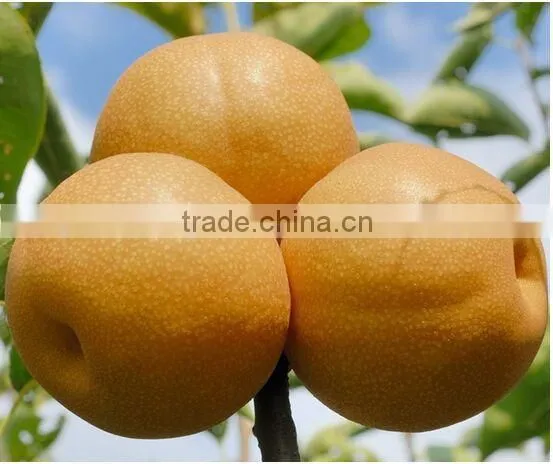 FENGSHUI PEAR